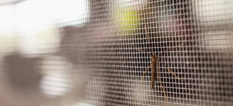 Repair Mosquito Mesh For Windows in Rockledge, FL